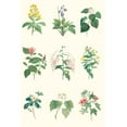 thumbnail image 2 of Vision Studio 23x32 Gold Ornate Wood Framed with Double Matting Museum Art Print Titled - Soft Botanical Chart, 2 of 4