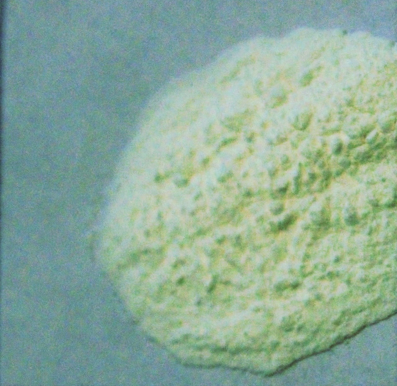 Arrowroot Powder