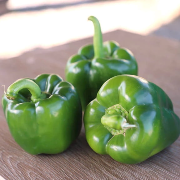 Pepper Tarpon F1 Seed - 50 Seeds