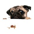thumbnail image 1 of 20x30CM Cute Pooch Snails Pattern Wall Sticker Funny wall sticker PVC PVC Material Non-toxic Wall Decal for Home Decoration, 1 of 7