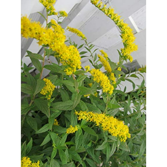 Fireworks Goldenrod