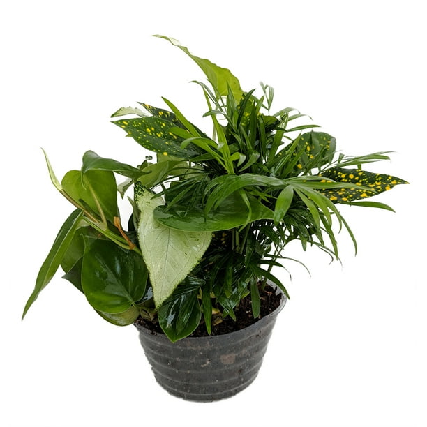 Hirts House Plants / 11 Best Indoor Plants For Your Home
