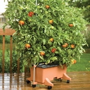 EarthBox Container Gardening System - Gray