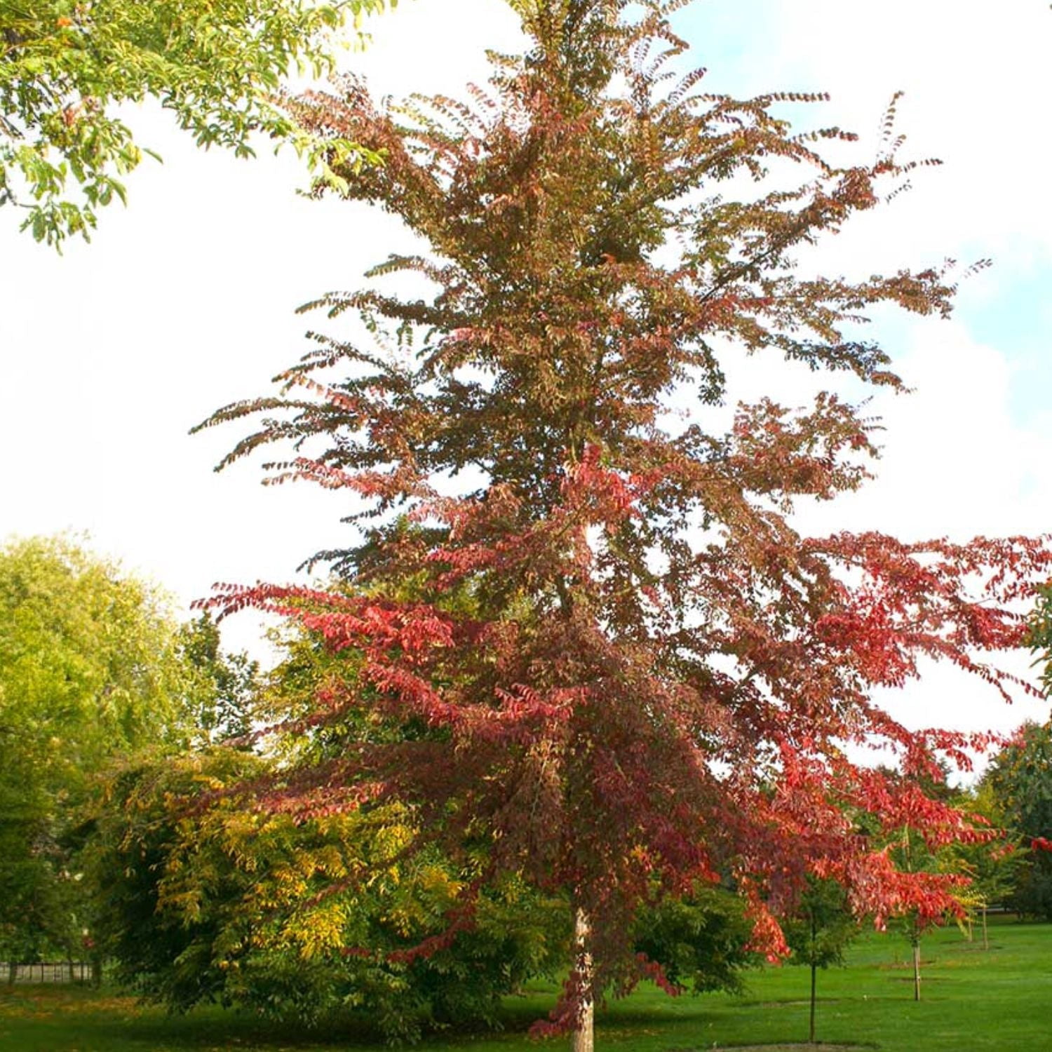 Expert Gardener 2-3 ft. tall Drake Elm Live Tree in 5-Gallon Grower Pot