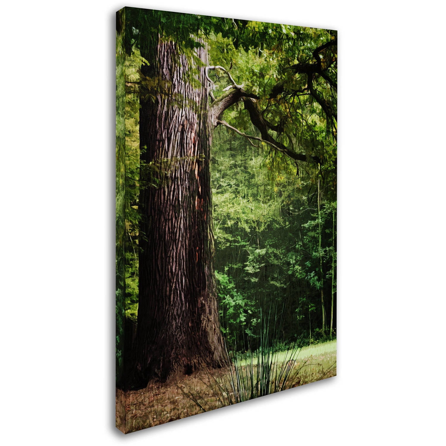 Trademark Fine Art "The old Trunk" Canvas Art by Philippe Sainte-Laudy