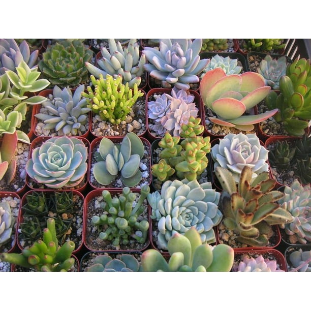 12 Succulent Dish Garden Walmart Com Walmart Com