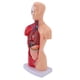 thumbnail image 5 of Modelo De Cuerpo Humano, Modelo De Anatomía Interactivo De Ubicación Precisa Desmontable Con órganos Para La Escuela, 5 of 7