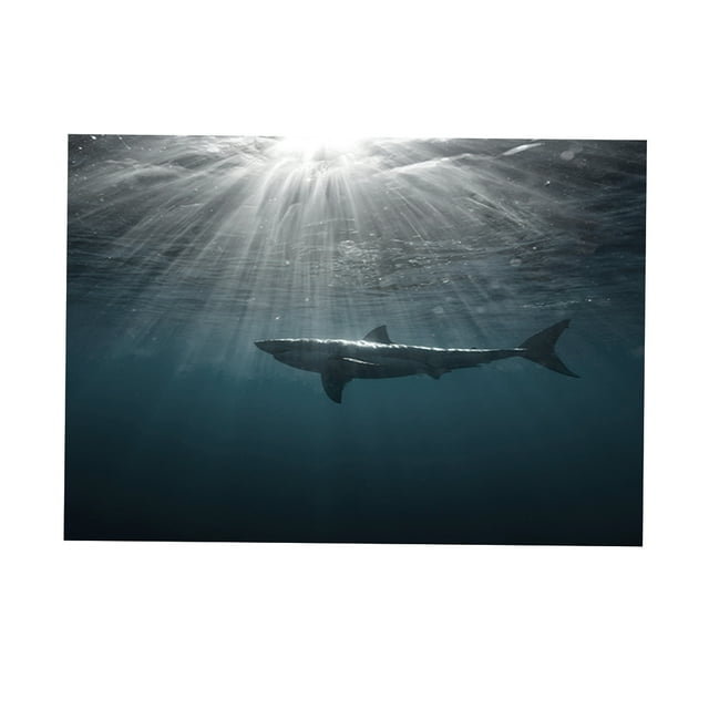 Tachiuwa Réservoir d'Aquarium Fond Adhésif Image TP