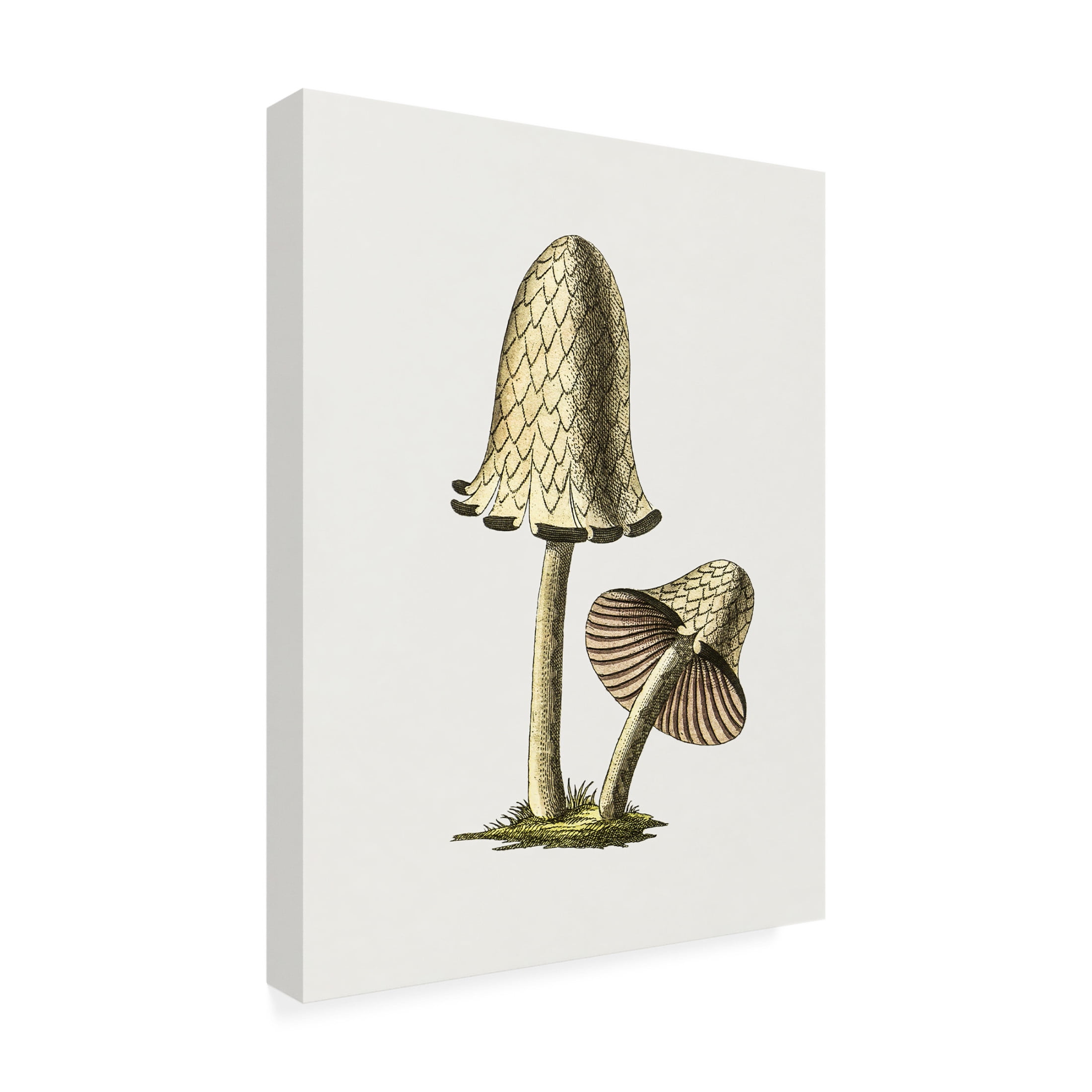 Trademark Fine Art Pictufy Vintage Inky Cap Edible Mushroom Canvas Wall Art