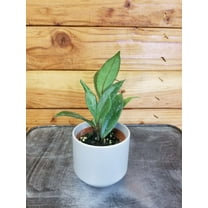 Hoya Pubicalyx Royal Hawaiian, 2" Plant, The Plant Farm