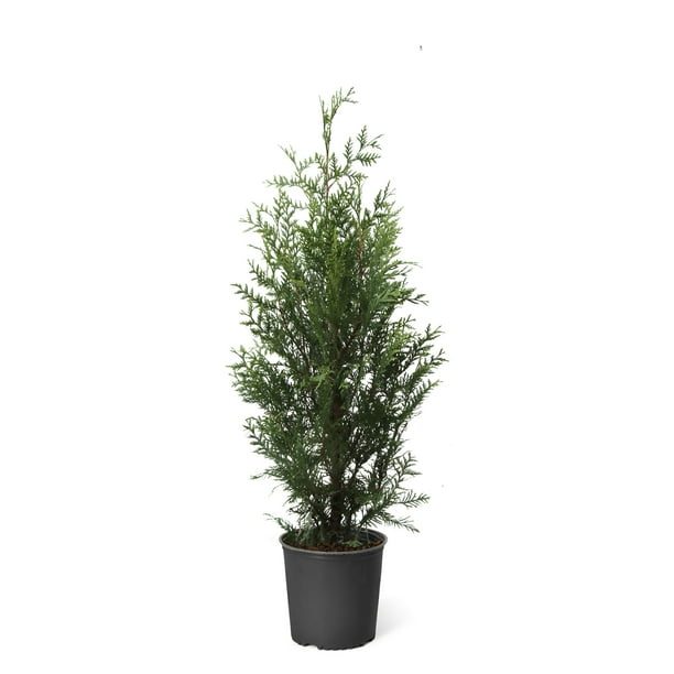 Thuja Green Giant Tree Fast Growing Evergreen Privacy Trees Cannot