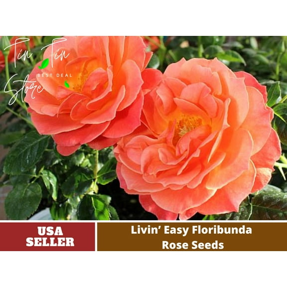 30 Rare Seeds| Livinâ€™ Easy Floribunda rose Seeds #1037 | Seeds, Herbal Seeds, Flower Seeds, No GMO , Mixed Seed, Chinese Seeds