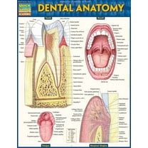 Dental Anatomy (Other)