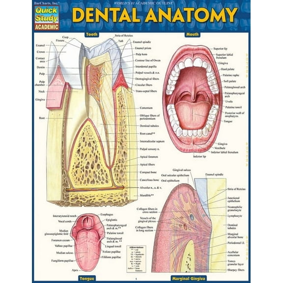 Dental Anatomy (Other)