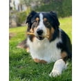 thumbnail image 7 of Fieldcrest Farms Nothin To Hide Large Chicken Rolls - Rawhide-Free  Protein-Packed Chews for Dogs, 7 of 7