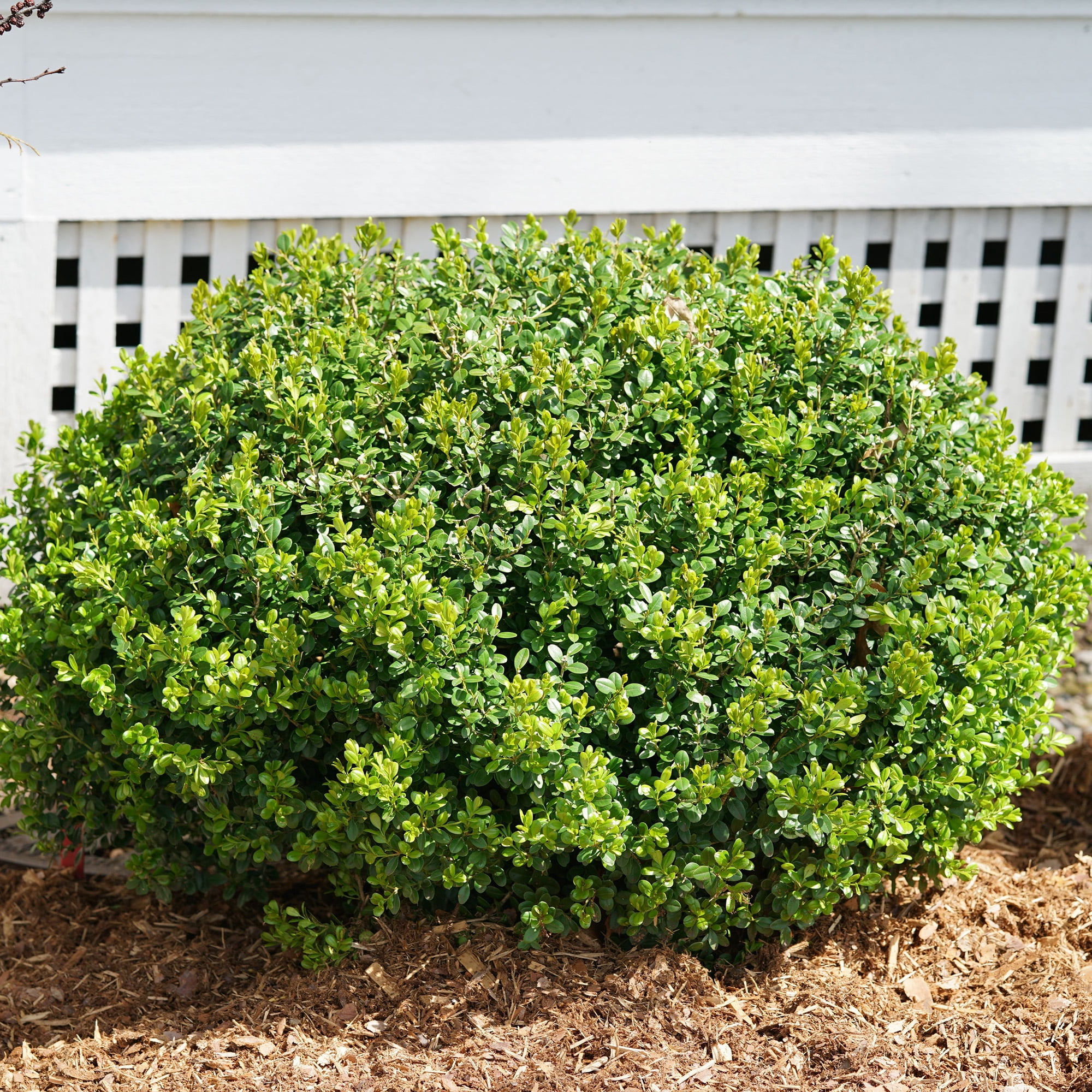 Proven Winners ColorChoice Sprinter Boxwood Live Shrub (2 Gallon)