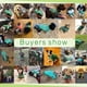 thumbnail image 4 of Ropa para perros, suéter suave y grueso, cálido, para invierno (verde, talla S), 4 of 4