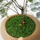 thumbnail image 4 of Musgo Simulado, Musgo Artificial, Plantas Verdes, Paisajismo Decorativo, Césped En Maceta, Pavimento, Bricolaje, Musgo Falso Filamentoso, 4 of 7