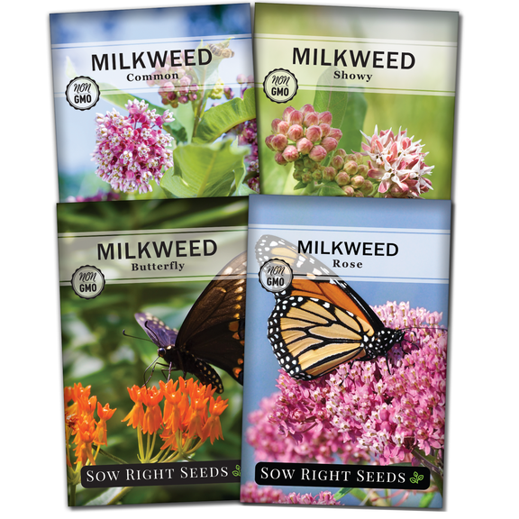 Milkweed Flower Seed Collection - Non GMO Varieties - 4 Count
