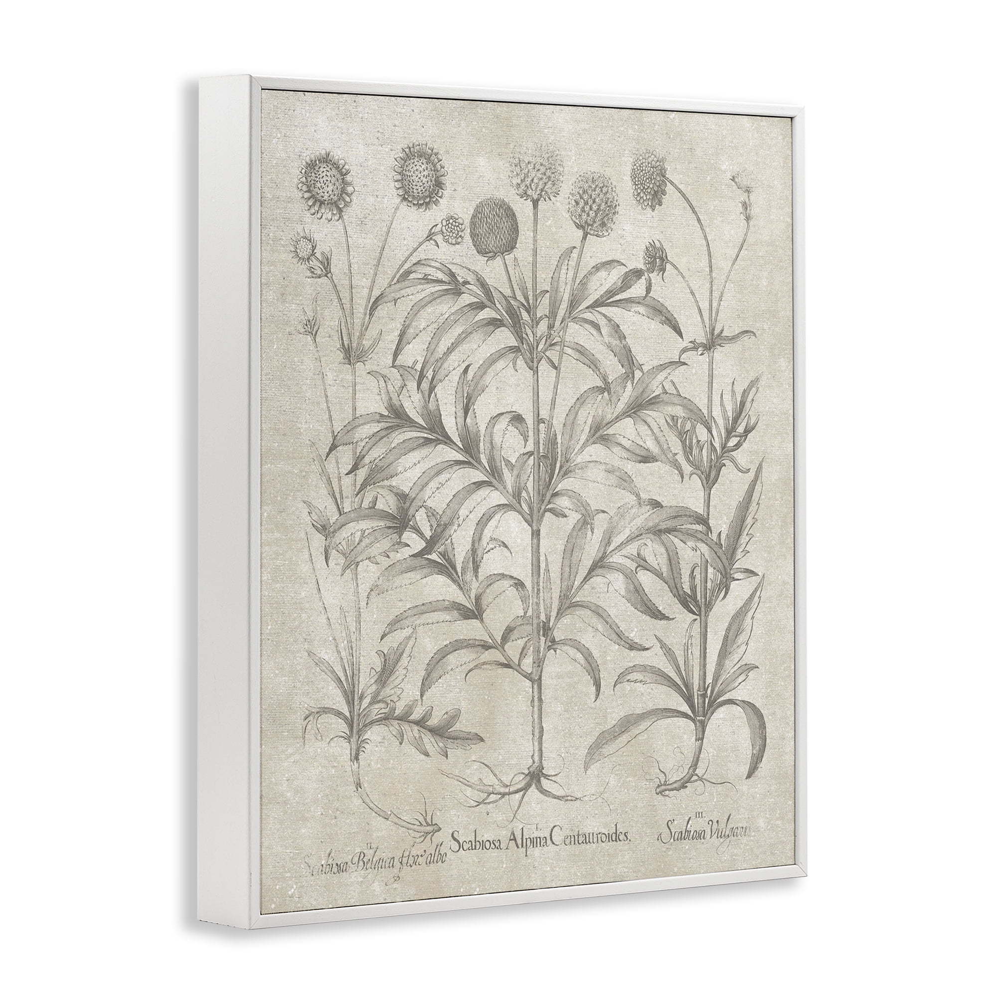 Stupell Industries Vintage Plant Life Botanical & Floral Painting White Framed Art Print Wall Art, 11 x 14