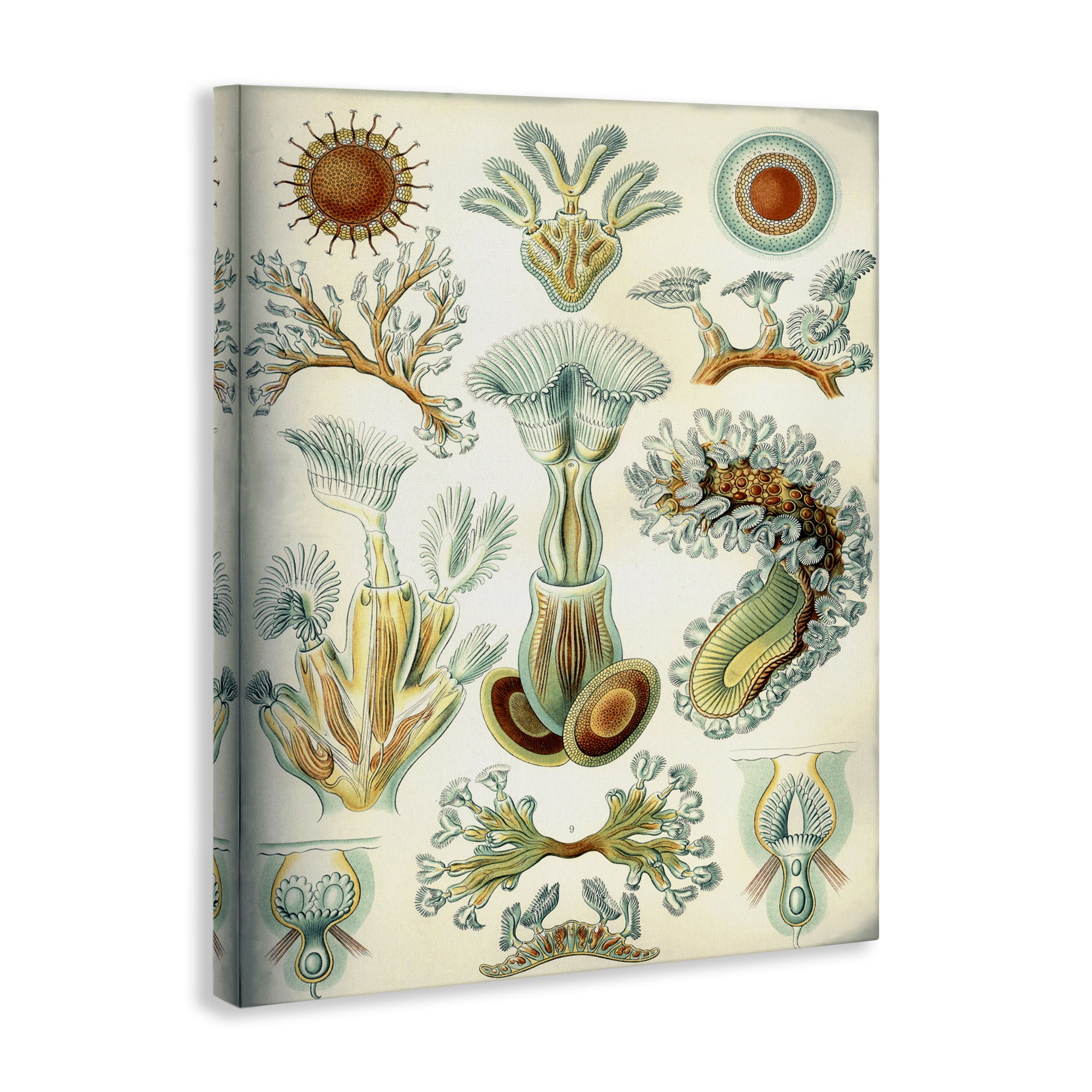 Stupell Industries Vintage Haeckel Sea Life STEM Painting Wrapped Canvas Art Print Wall Art, 16 x 20