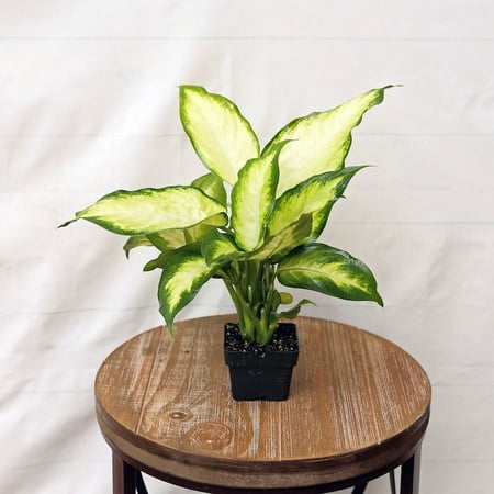 6" Dieffenbachia