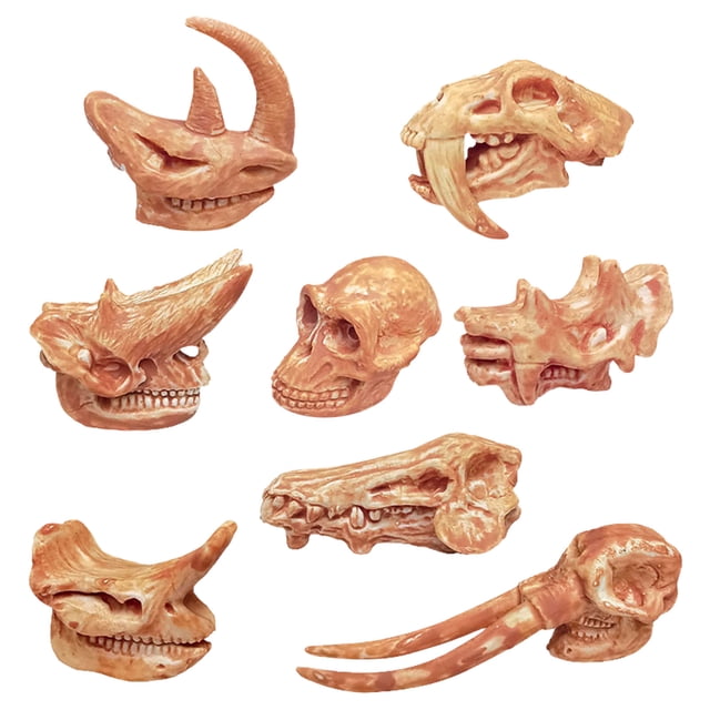IROINID Modèle d'Animaux Anciens Tête Squelette Crâne Jouets Éducatifs Os Décor