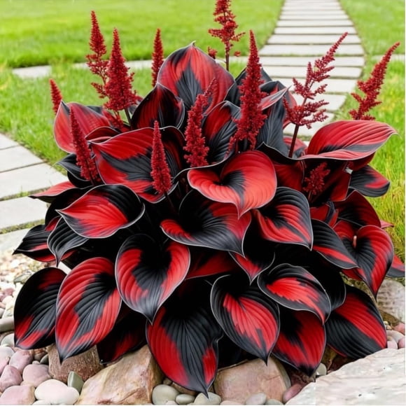 HIGHGW Perennial Hosta Seeds for Planting, Multi-Use Landscaping, Perennial Reliability & Stunning Foliage Variety, Rare Colorful Flowers, Red, 100pcs