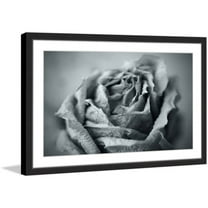 "Classic Rose in Grey" Framed Painting Print