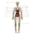 thumbnail image 4 of Human Body Structure Model, DIY Assembled Human Torso Skeleton Anatomy Figure Science Teaching Model STEM Toys for Kids, 4 of 5