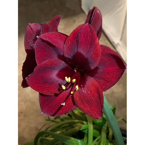 Mandela Amaryllis Bulb 34/36 cm, Nice size bulb!. Great for Forcing