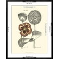 thumbnail image 5 of Art.com Tinted Floral II Art Print by Besler Basilius, Black Frame Wall Art, 23" x 29", 5 of 5