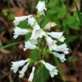 thumbnail image 2 of Foxglove Beardtongue Seeds - Penstemon Digitalis, Non-GMO, 500 Seeds, Native Perennial Wildflower for Pollinator Gardens, 2 of 5