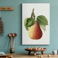 thumbnail image 6 of Vintage Pear Illustration II Premium Gallery Wrapped Canvas - Ready to Hang - 12 x 18, 6 of 9