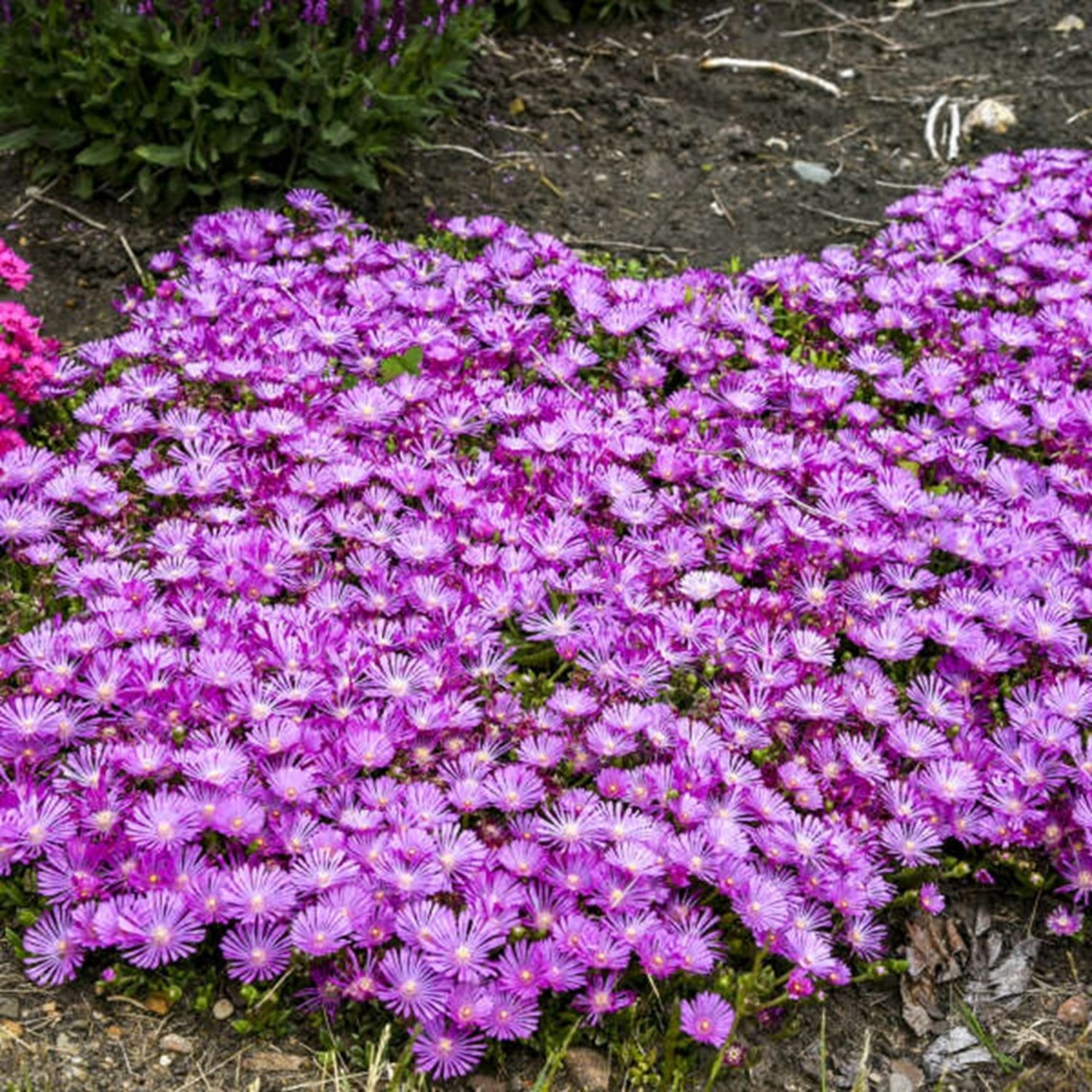 Proven Winners 6" Purple Kaleidoscope 'Orchid Flash' Hardy Ice Plant Live Plant in 6.5" Pot