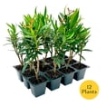 thumbnail image 4 of 12 Petite Salmon Dwarf Oleander – Evergreen Light Pink Flowering Shrub for Hedges, Borders & Containers (Nerium oleander ‘Petite Salmon’) in 2.5″ Cubes, Live Plants, 4 of 9