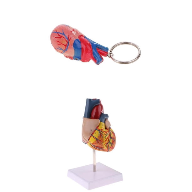 Corazón anatómico de órgano de tamaño natural en la base (2 partes extraíbles) + llavero en forma de corazón, exhibición de estudio de ciencia Zulema Ayudas para la enseñanza del corazón humano