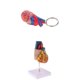 thumbnail image 1 of Corazón anatómico de órgano de tamaño natural en la base (2 partes extraíbles) + llavero en forma de corazón, exhibición de estudio de ciencia Zulema Ayudas para la enseñanza del corazón humano, 1 of 8