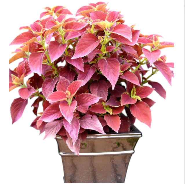 Pack of 3 Alabama Sunset Coleus Live Starter Plant for Planting, Rare Fast Growing Plants, Multicolored Bloom, 4-8 Inch Tall, No Ship Pot