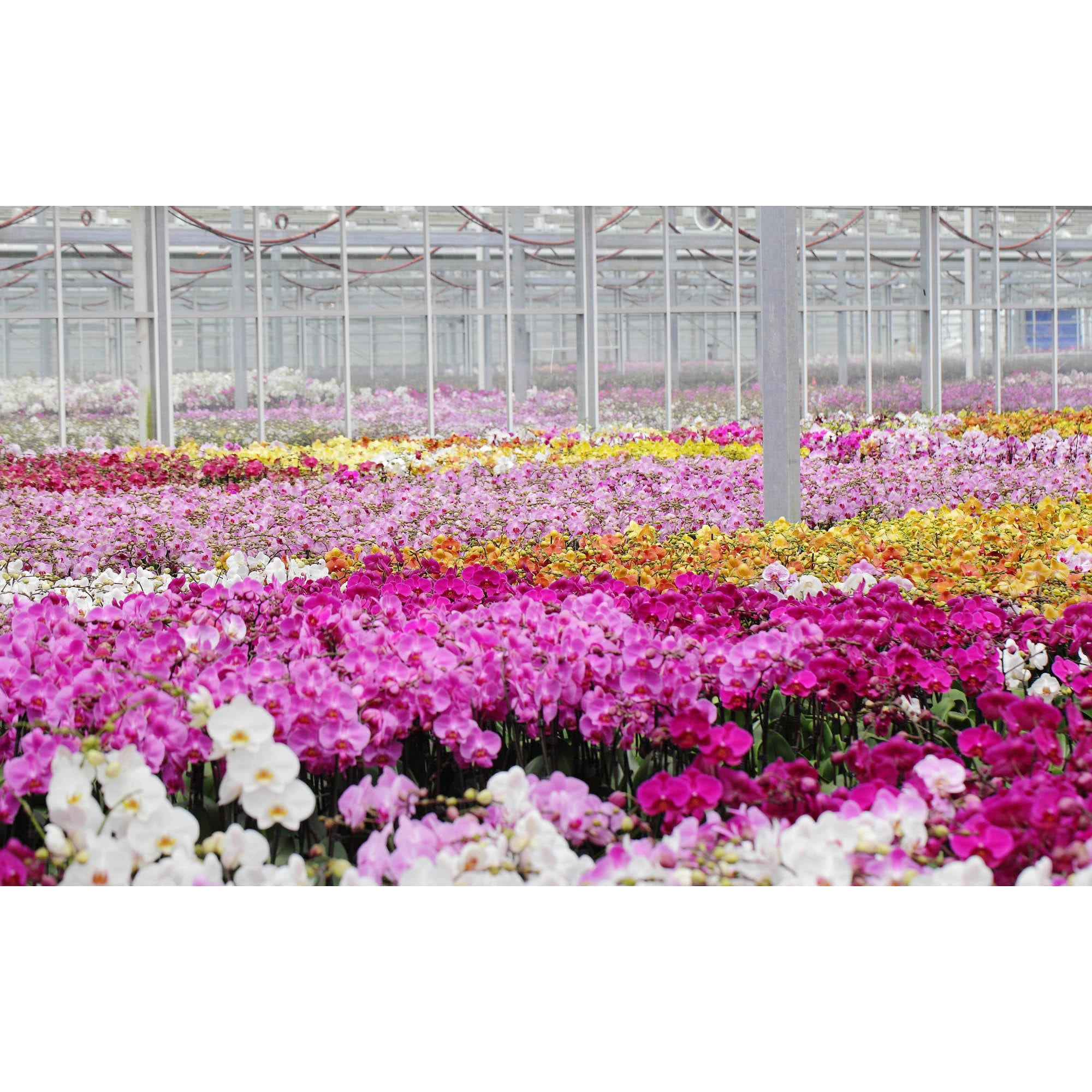 5" Phalaenopsis Orchid in Assorted Colors
