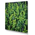 thumbnail image 2 of Designart "Tales of Tarragon Herbs II" Floral Canvas Wall Art - Traditional Green Herbs Hallway Wall Art Decor, 2 of 6