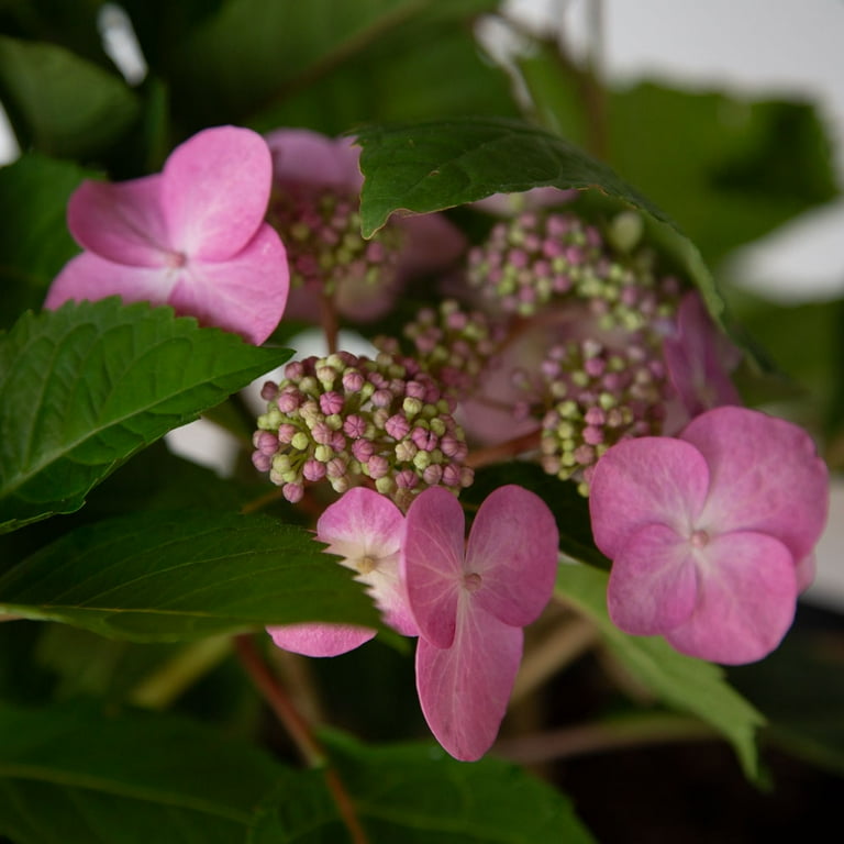 Endless Summer Twist-n-Shout Reblooming Hydrangea Live Shrub