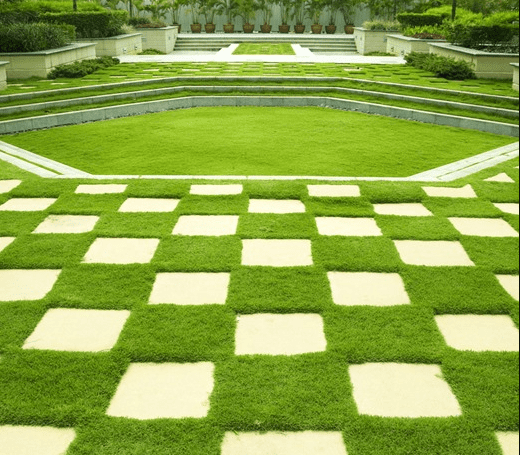 10.000 Zoysia Emerald Grass Seeds for Lawn, Zoysia Grass Lawngrass Seeds Emerald Zoysia Ornamental Grasses Seed