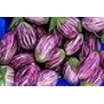 thumbnail image 3 of Fée Conte F1 Aubergine - non-OGM - 10 Graines, 3 of 3