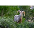 thumbnail image 2 of Garber, Howie 14x11 Black Ornate Wood Framed with Double Matting Museum Art Print Titled - Big horn ram portrait in wildflowers-Dinosaur National Monument-Utah-USA, 2 of 4