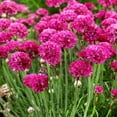 thumbnail image 6 of Outsidepride Perennial Armeria Maritima Ground Cover Plant Seed for Full Sun - 2000 Seeds, 6 of 9
