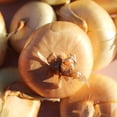 thumbnail image 5 of TomorrowSeeds - Borettana Yellow Cipollini Onion Seeds - 600+ Count - For 2026 Planting Sweet, 5 of 9