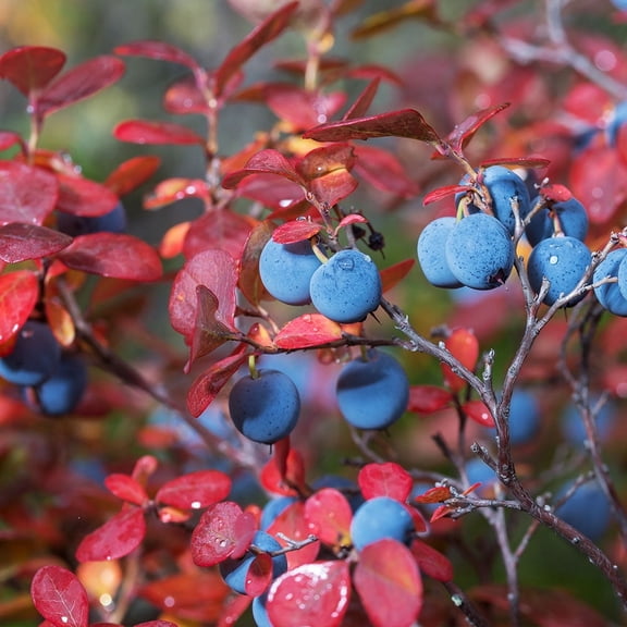 Brighter Blooms - Legacy Blueberry Bush, 2 gal - No Shipping to AK, AZ, CA, GA, HI, MI, OR, WA