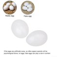 thumbnail image 1 of For Racing Homing Pigeons Pigeon Eggs 10PCS White Plastic Fake Eggs Hot New Sale, 1 of 9