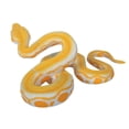 thumbnail image 1 of Large Realistic Rubber Snake  Prank Snake Toy High Simulation Model Toy, 1 of 5